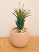 Harworthia Glauca ‘glauca’ form