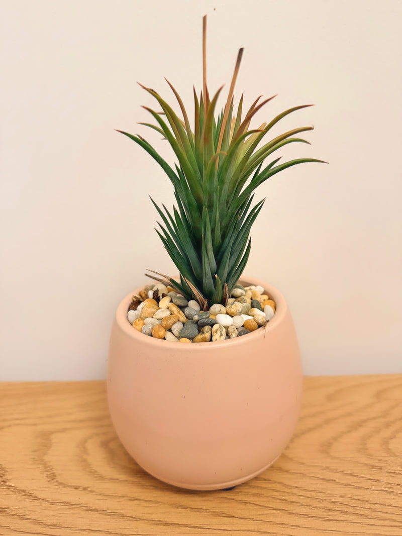 Harworthia Glauca ‘glauca’ form