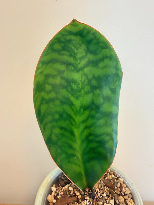 Sanseviera Whale Fin