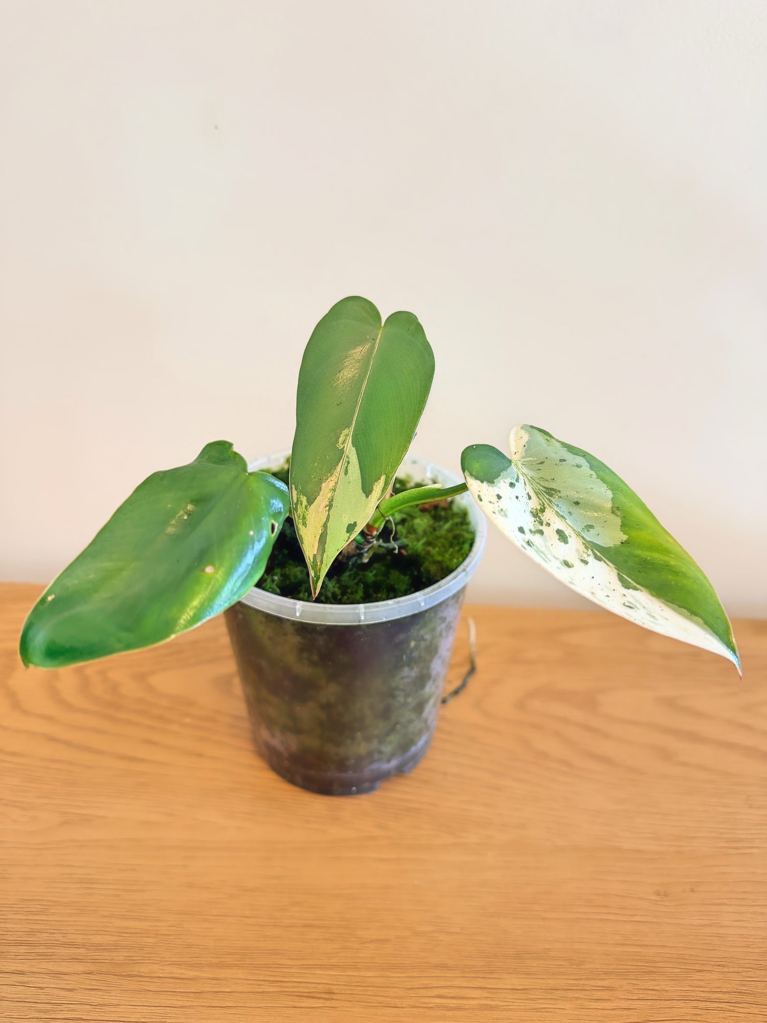 Philodendron Ilsemanii Variegated (A)