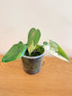 Philodendron Ilsemanii Variegated (A)