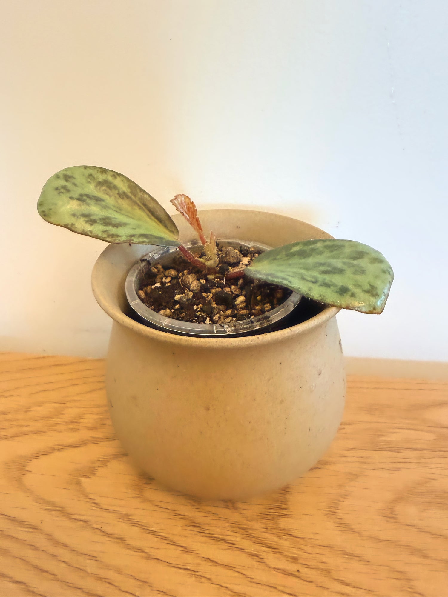Begonia Blancii (Mottled Form)