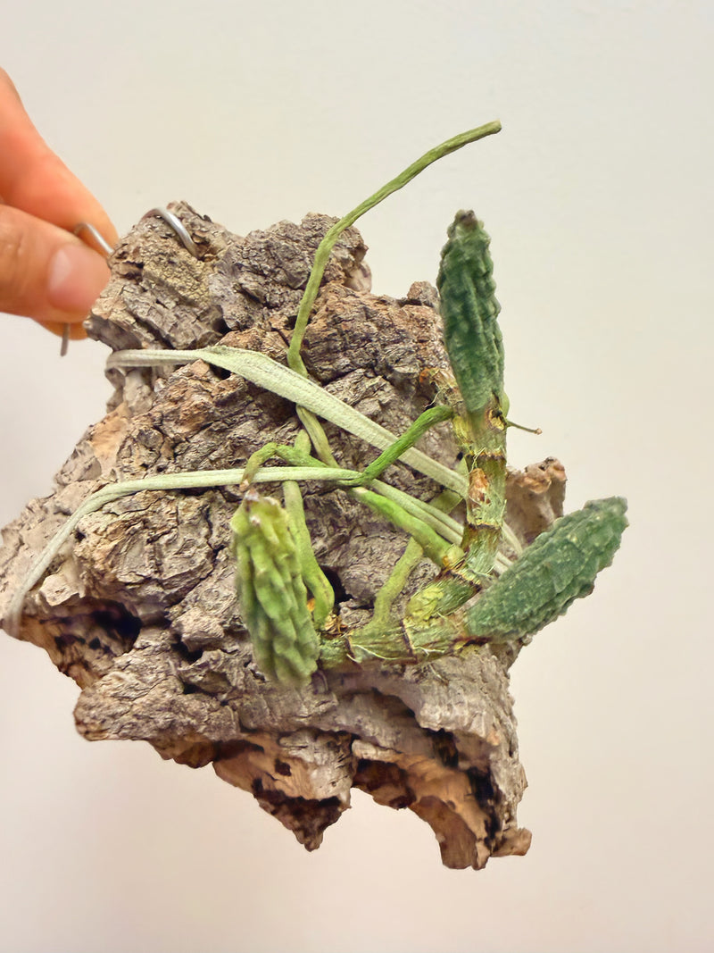 Dendrobium Cucumerinum