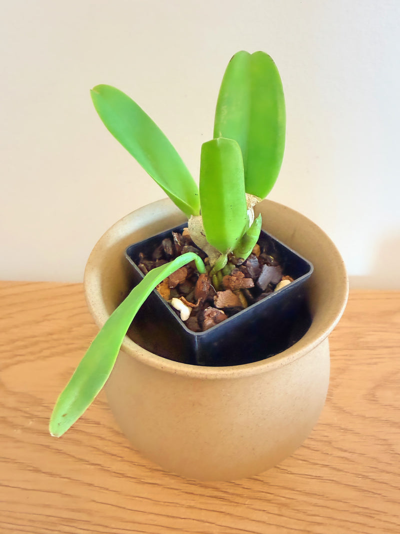 Cattleya LC Mini Song ‘Petite’
