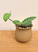 Hoya Snowball (B)