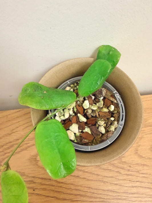 Hoya Rotundiflora