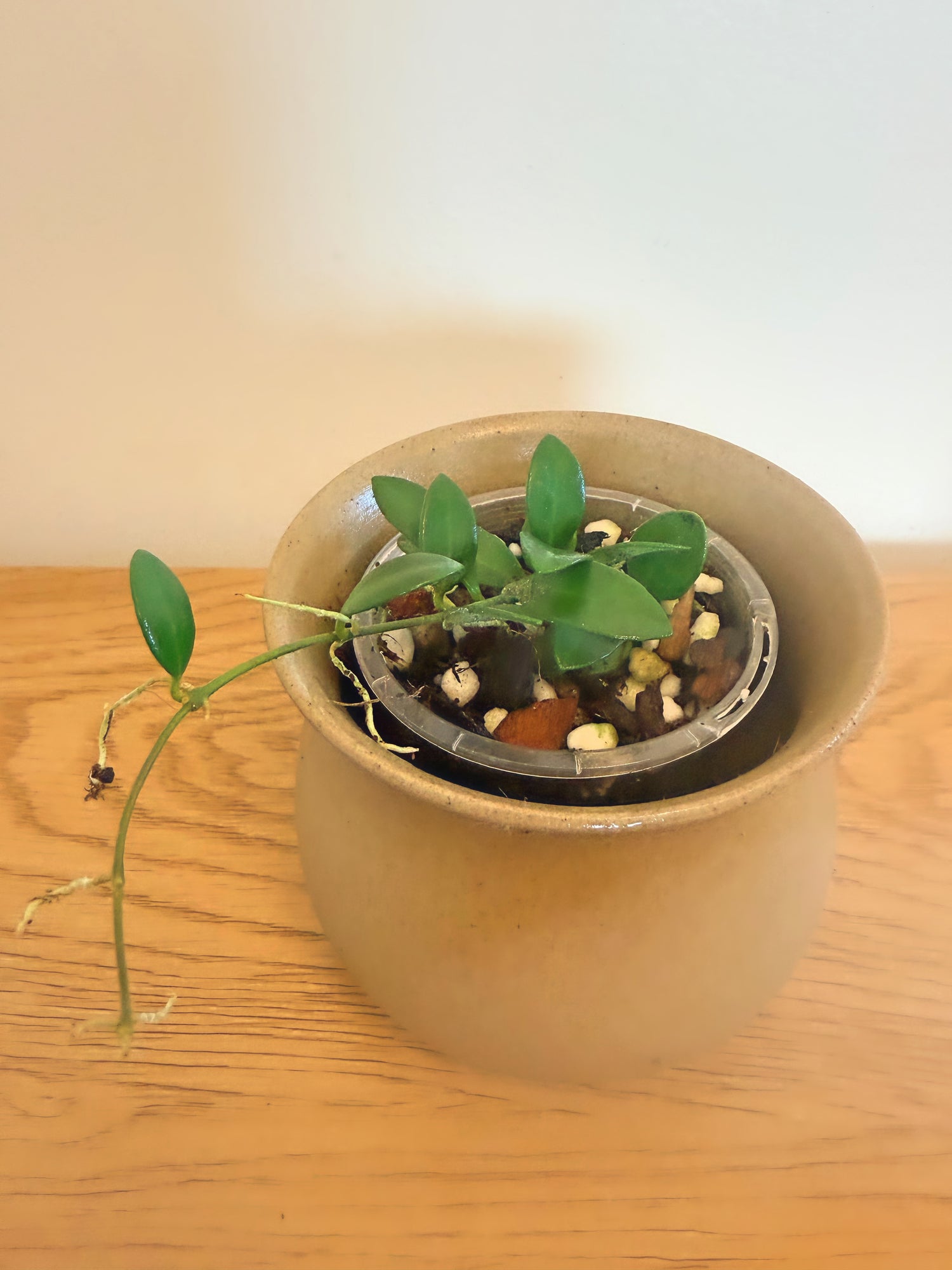 Hoya Sierre Bullones