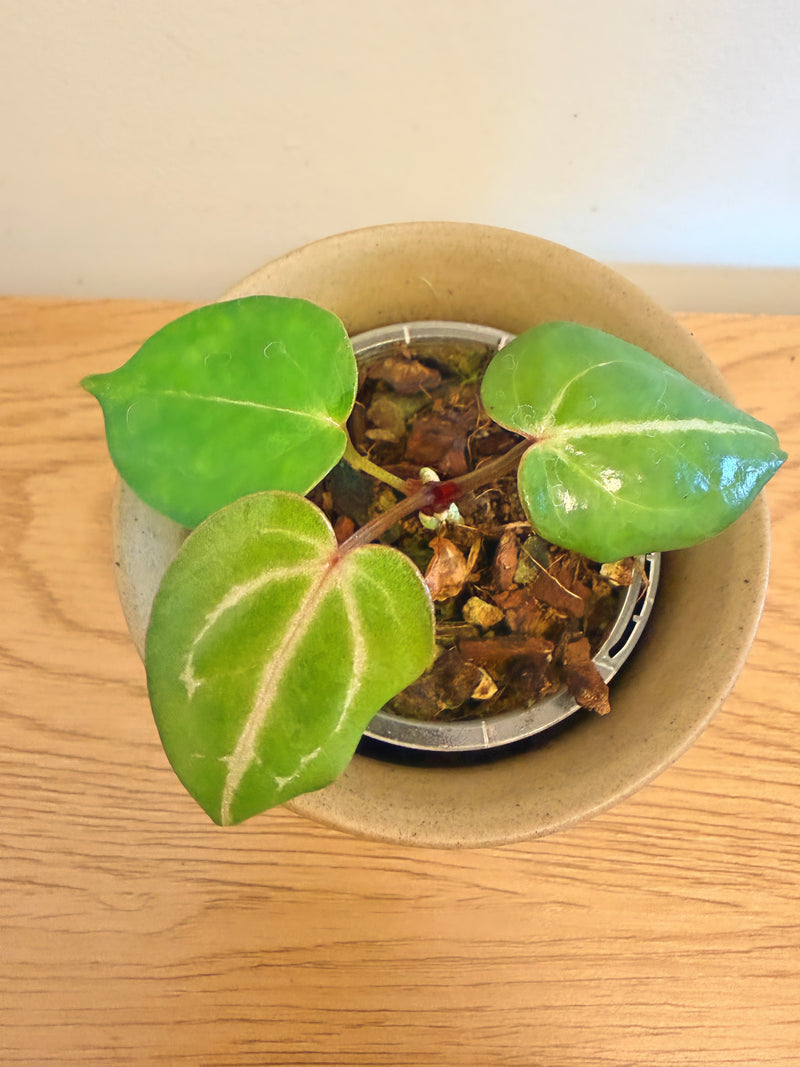 Anthurium Red Crystallinum