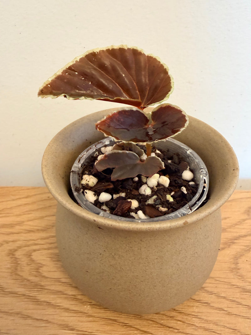 Begonia Darthvaderiana (Pure)