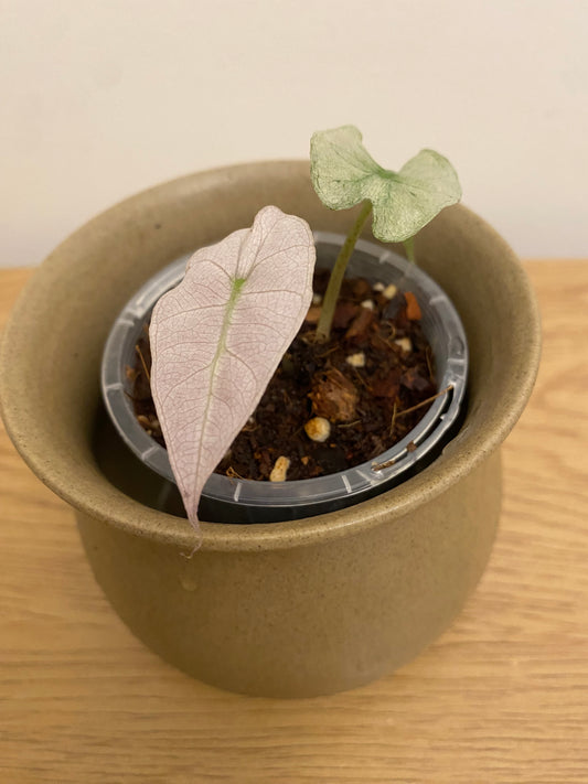 Alocasia Polly Pink Ghost