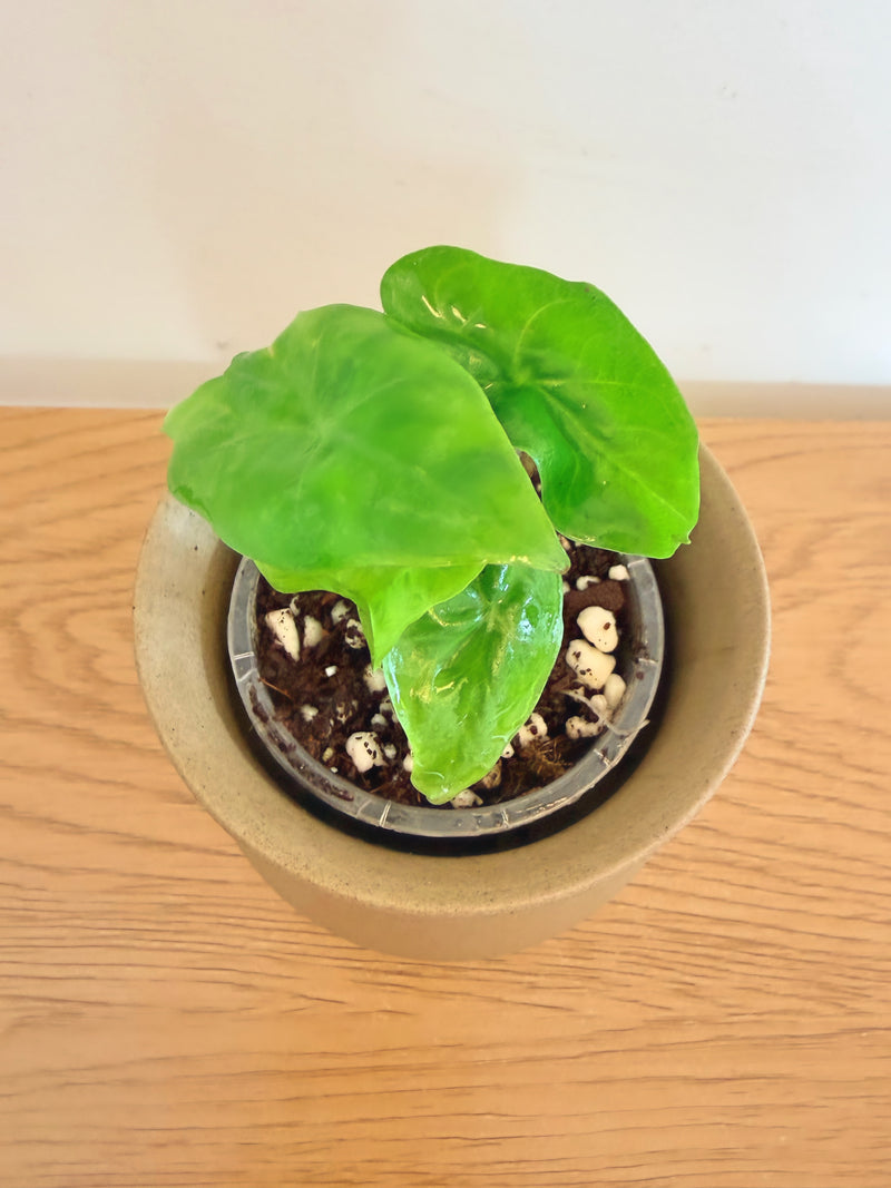 Alocasia Nycteris
