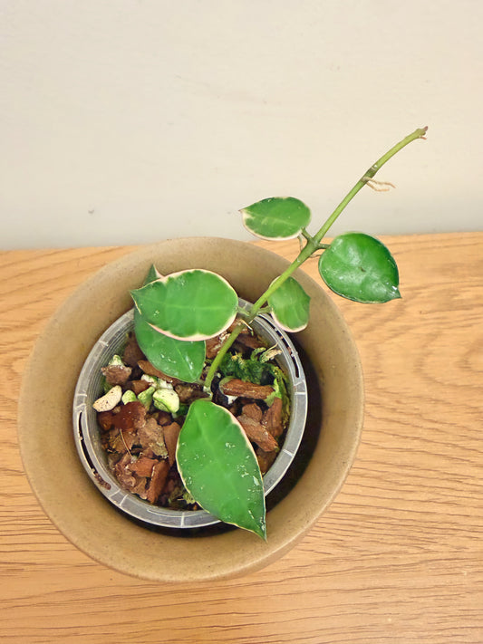 Hoya Lacunosa Asami