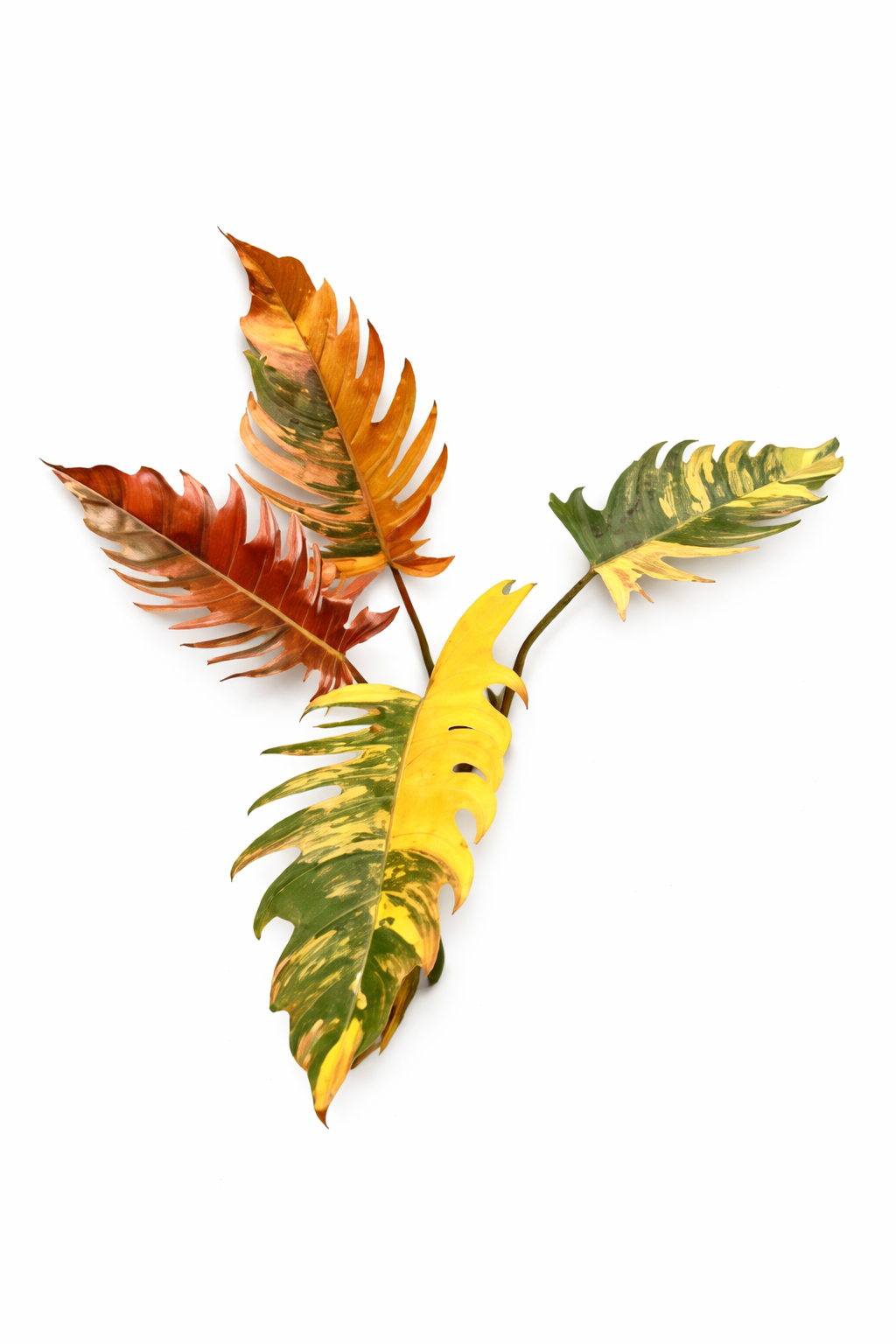 Philodendron Caramel Marble