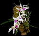 Leptotes Bicolor