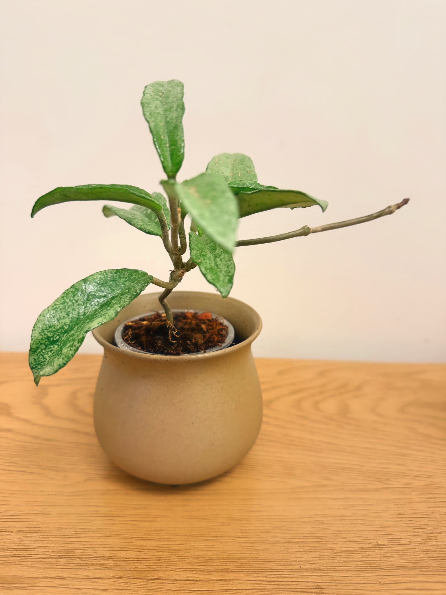 Hoya Nova Ghost (A)