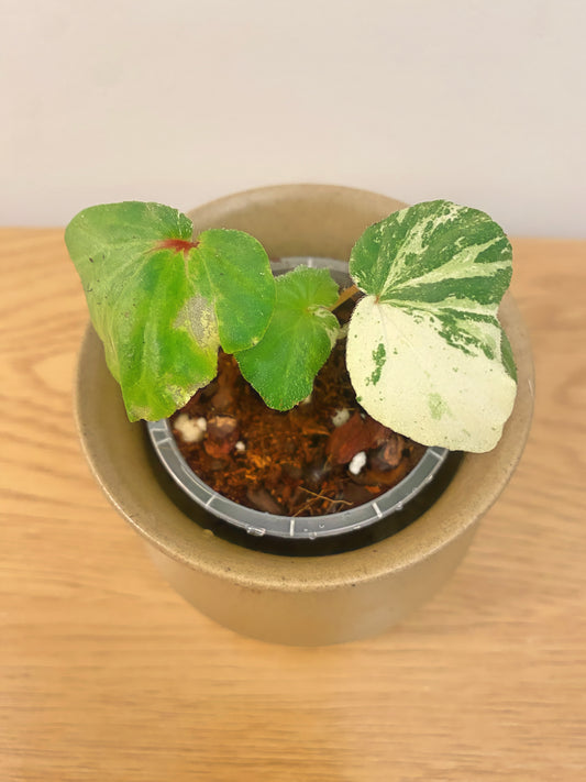 Begonia Rubropilosa Variegated