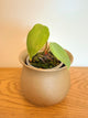 Philodendron Lynamii