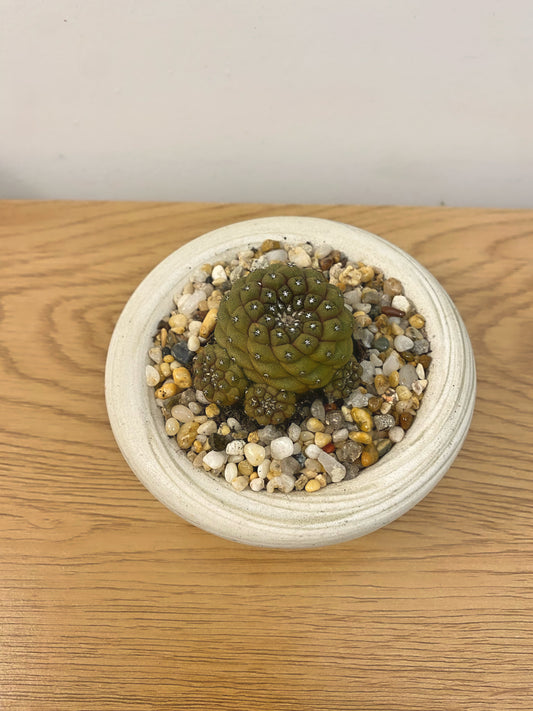 Copiapoa Hypogaea
