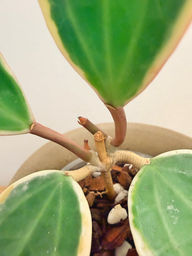 Hoya Latifolia Albo (A)