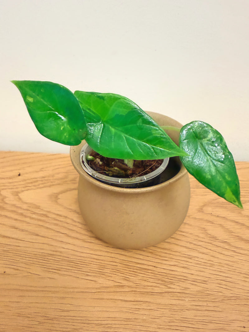 Alocasia Scalprum Aurea (B)