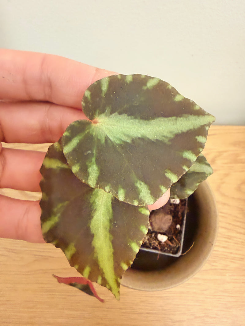 Begonia Cleopatrae