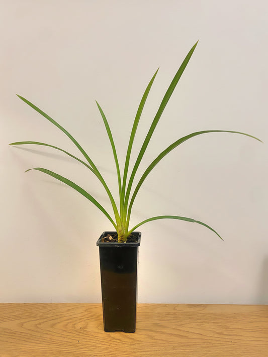 Cymbidium Pakkret Firestorm ‘Jerry’ (MC)