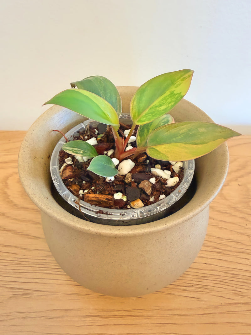 Philodendron Red Congo Variegated