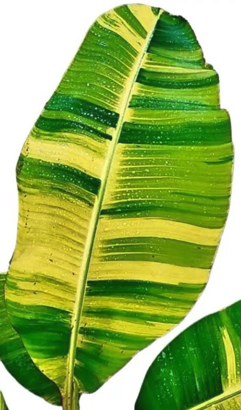Musa Aurea