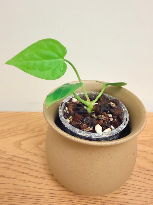 Anthurium Crystallinum x Dressleri