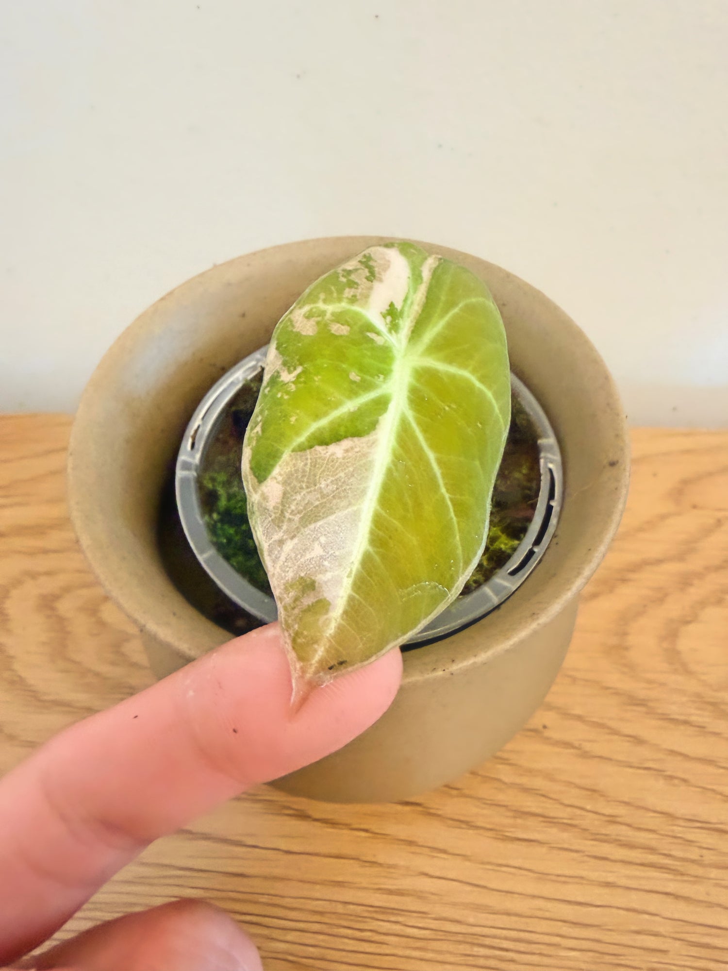 Alocasia Black Velvet Variegated (B)