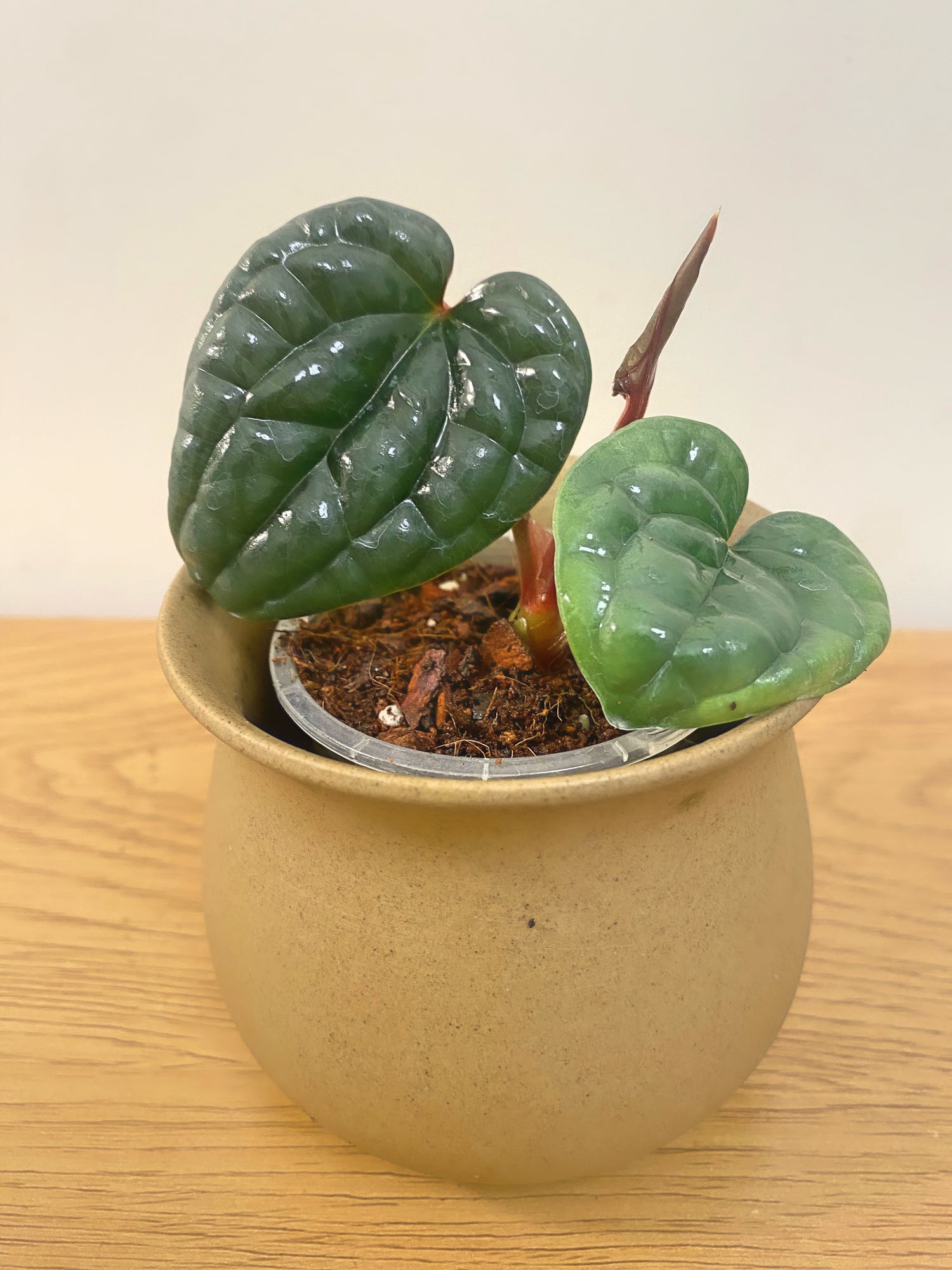 Anthurium Luxurians
