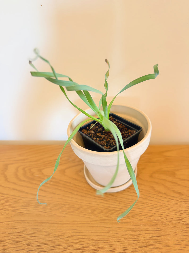 Albuca Concordiana