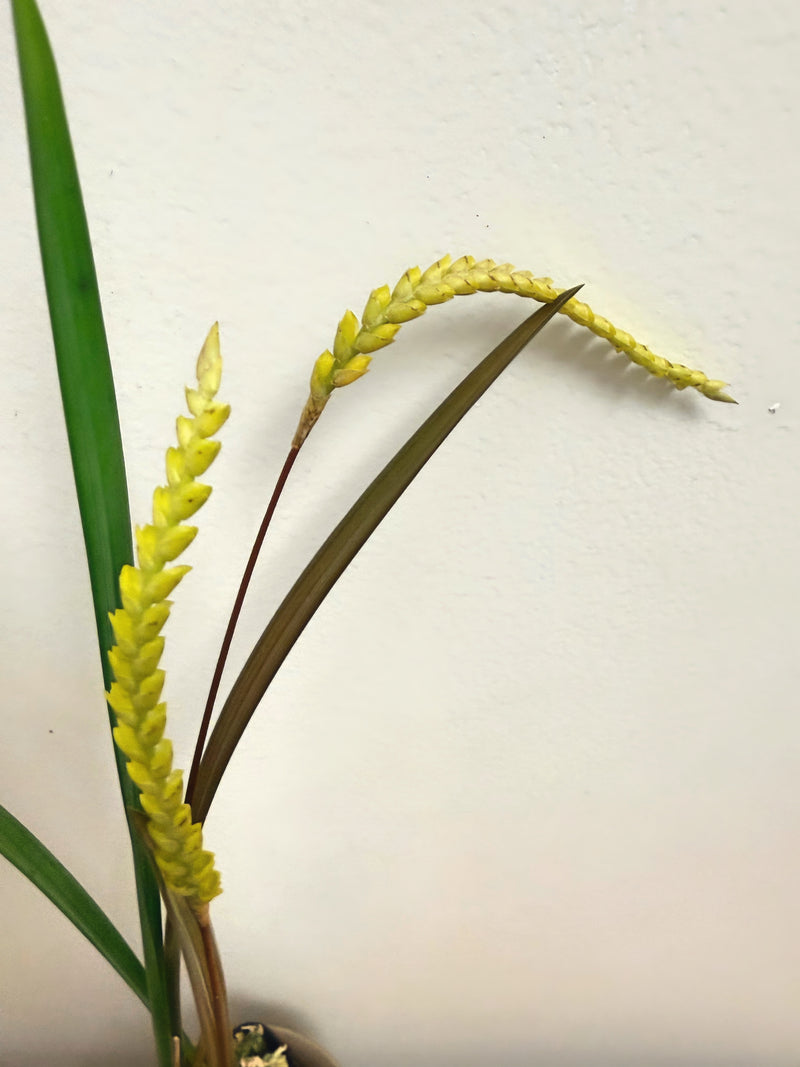 Coelogyne Javieriana