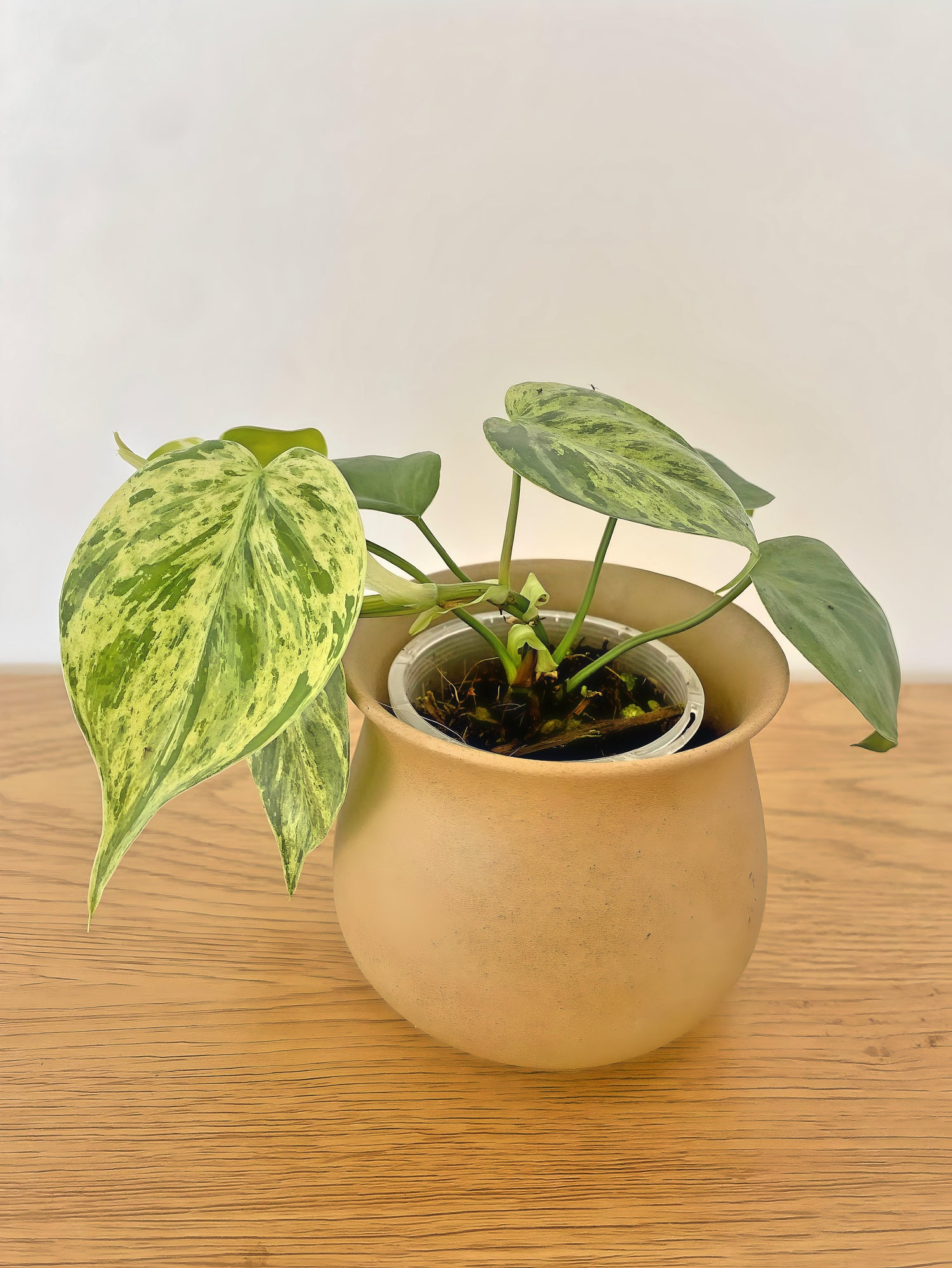 Philodendron Heartleaf Variegated