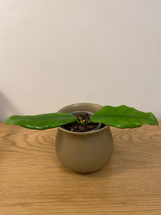 Hoya Globulosa