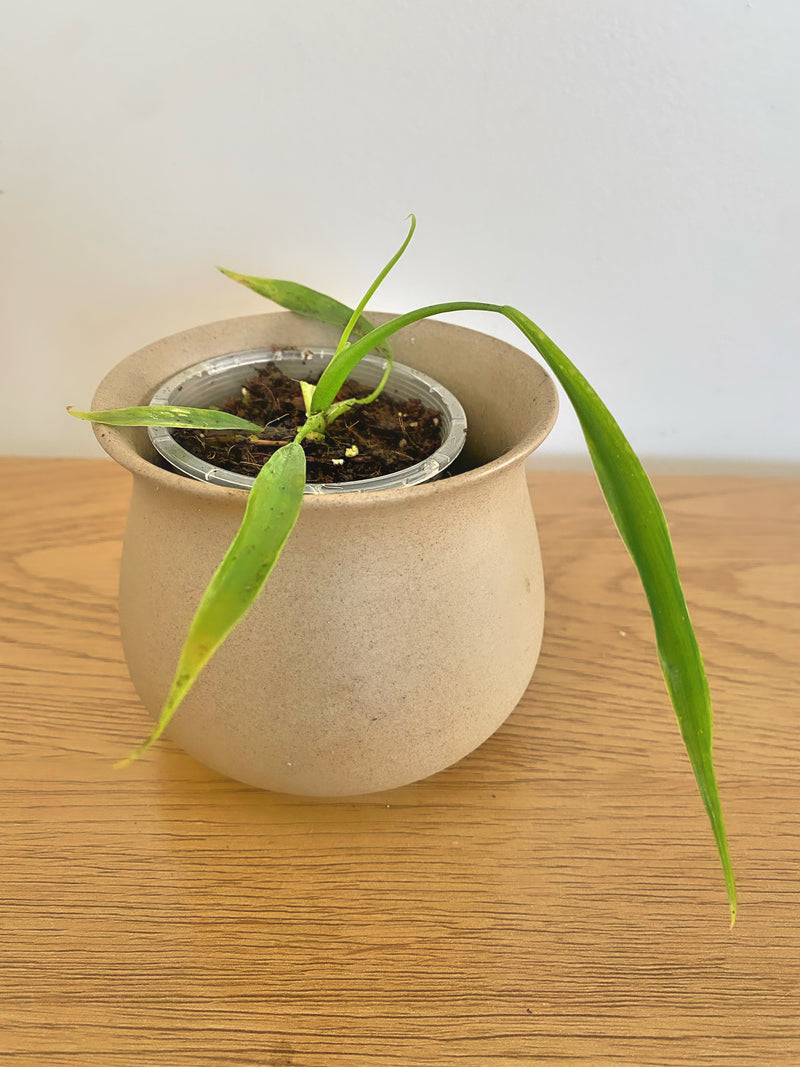 Philodendron Holtonianum