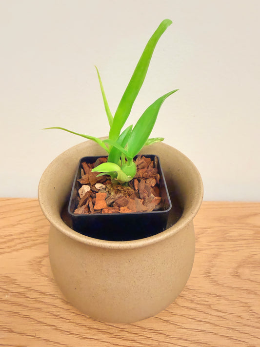 Guarechea Black Comet ‘Indigo-Blue’ (Guarechea Miva Etoile Noire x Prosthechea Cochleata)