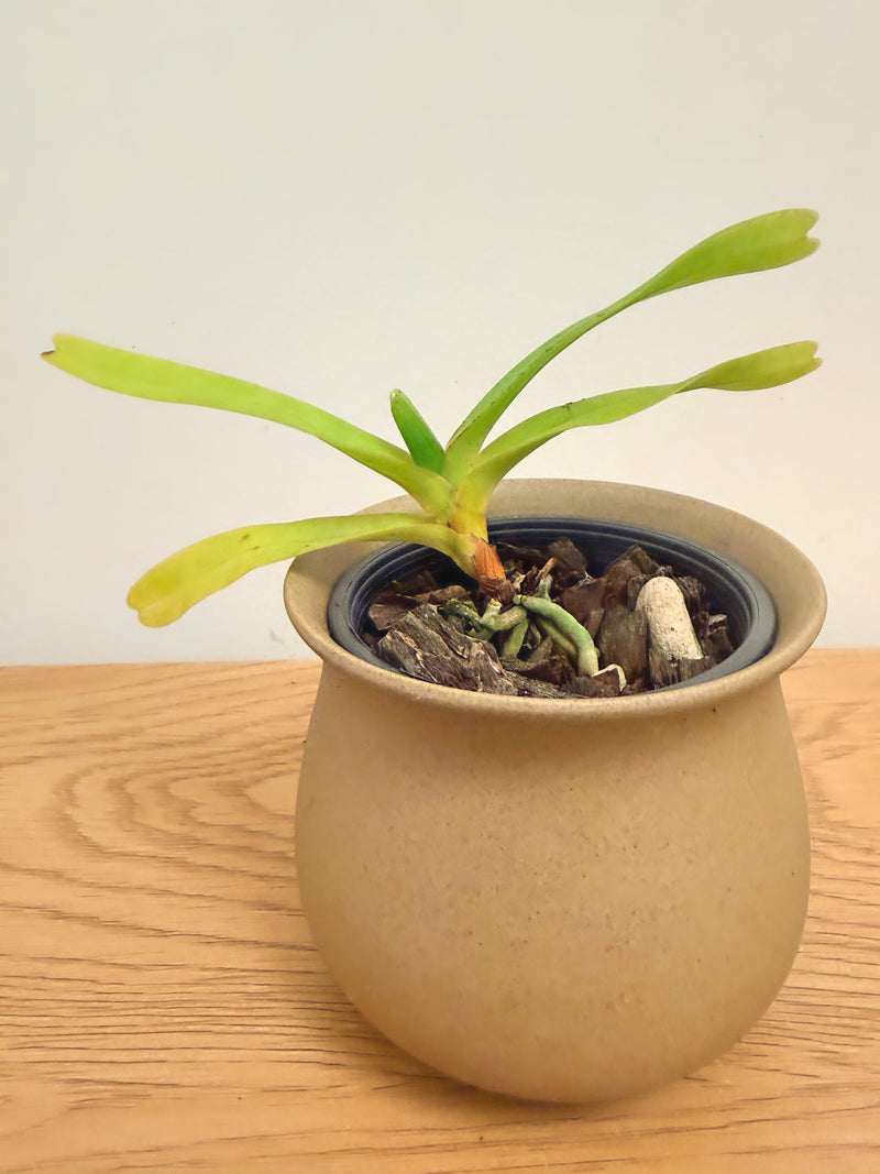 Aerides Falcata