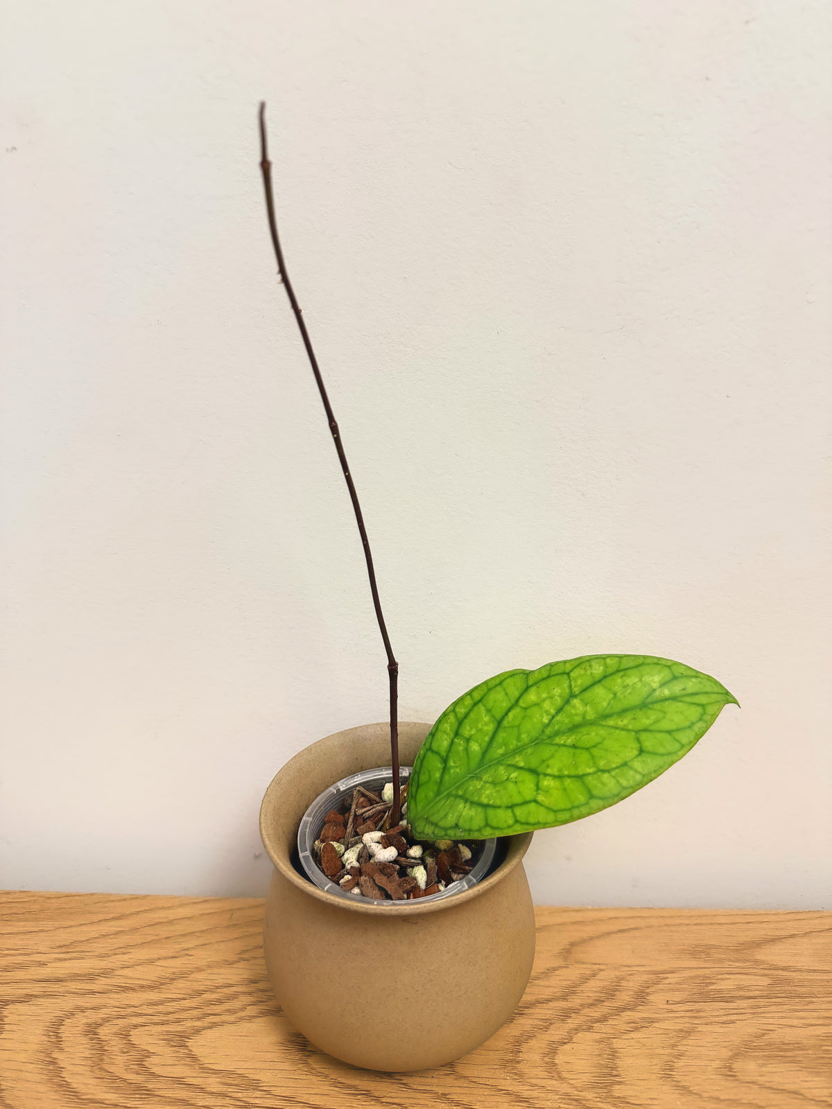 Hoya Meridithii