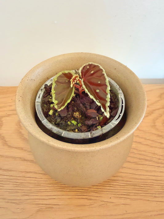 Begonia Darthvaderiana Green Spots