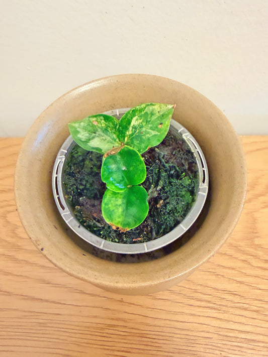 Variegated ZZ (B)