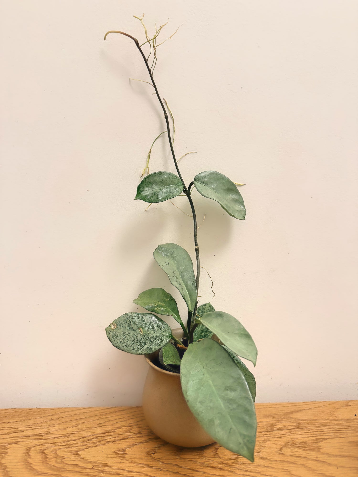 Hoya Grey Ghost (B)