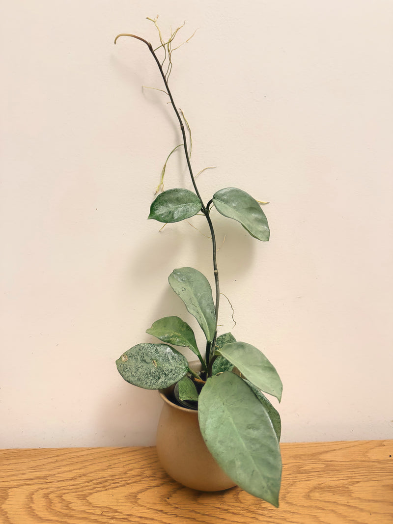 Hoya Grey Ghost (B)