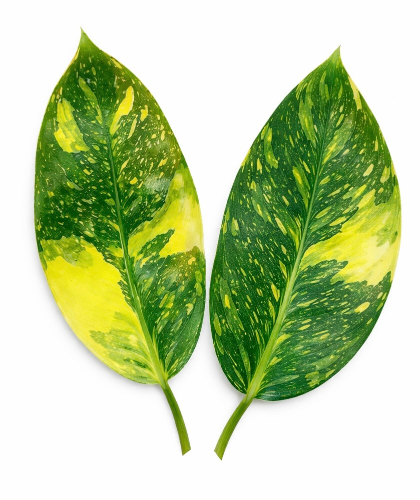 Philodendron Green Congo Variegated