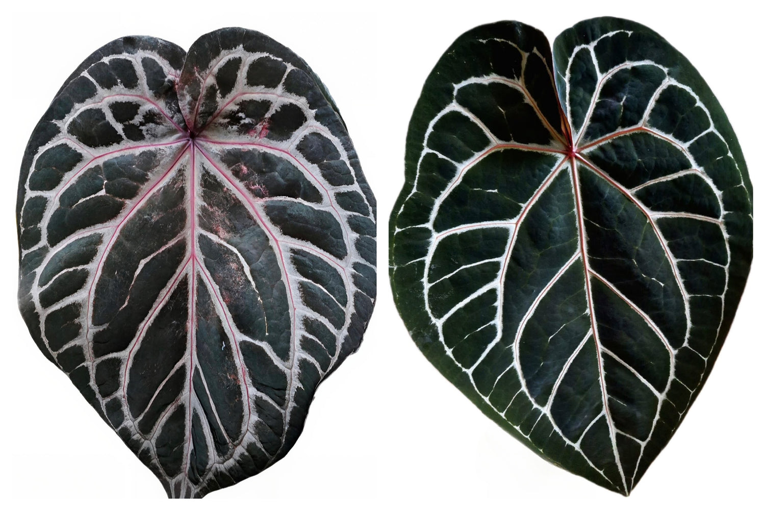 Anthurium Wonderboy x DocBlock Michelle