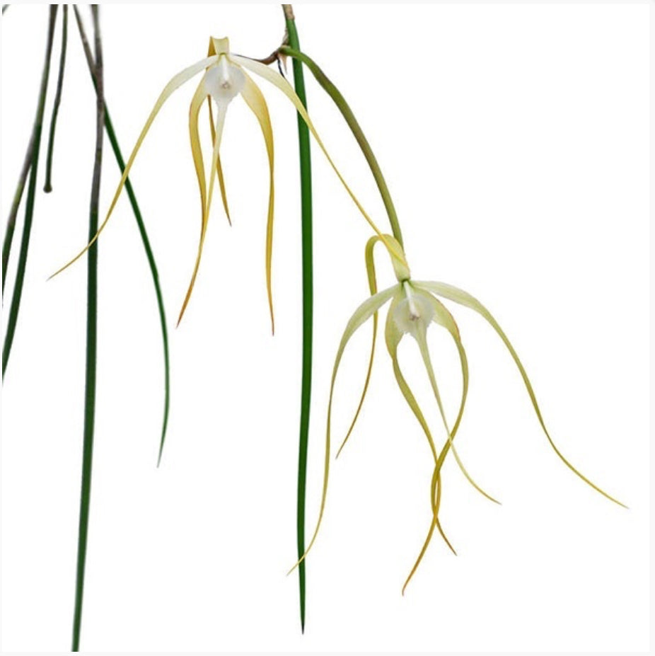 Brassavola Cucullata x Sib (‘Tsai’ x ‘CH#2’)