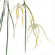 Brassavola Cucullata x Sib (‘Tsai’ x ‘CH#2’)