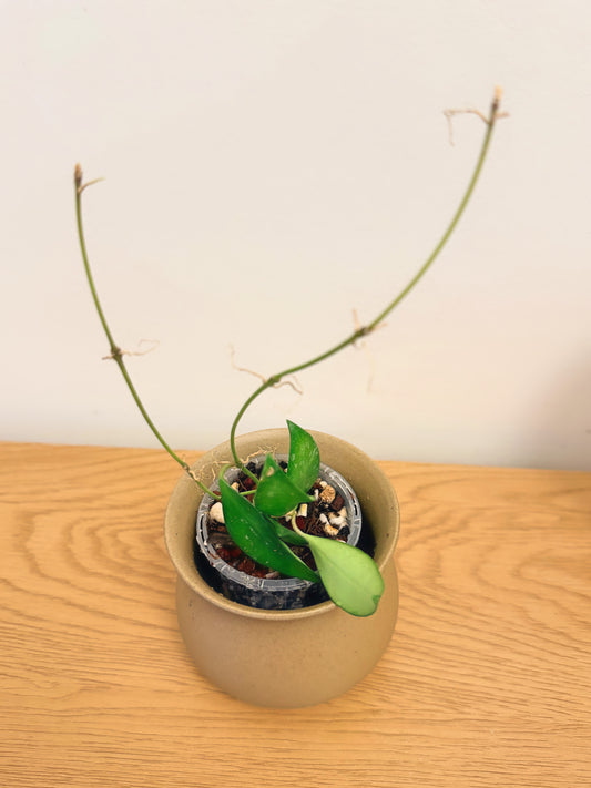 Hoya Rosita Splash