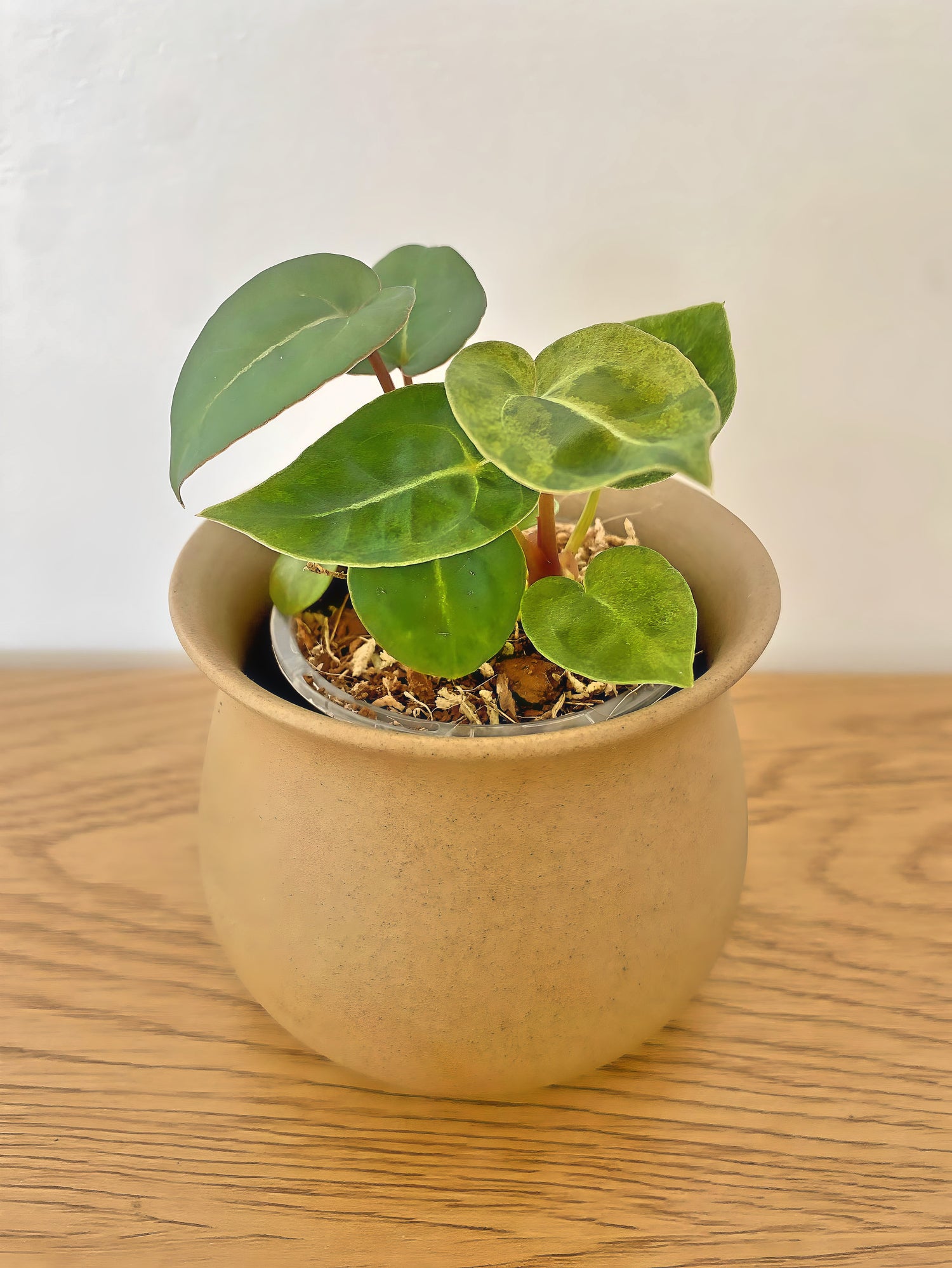 Anthurium Hofmanii X Variegated