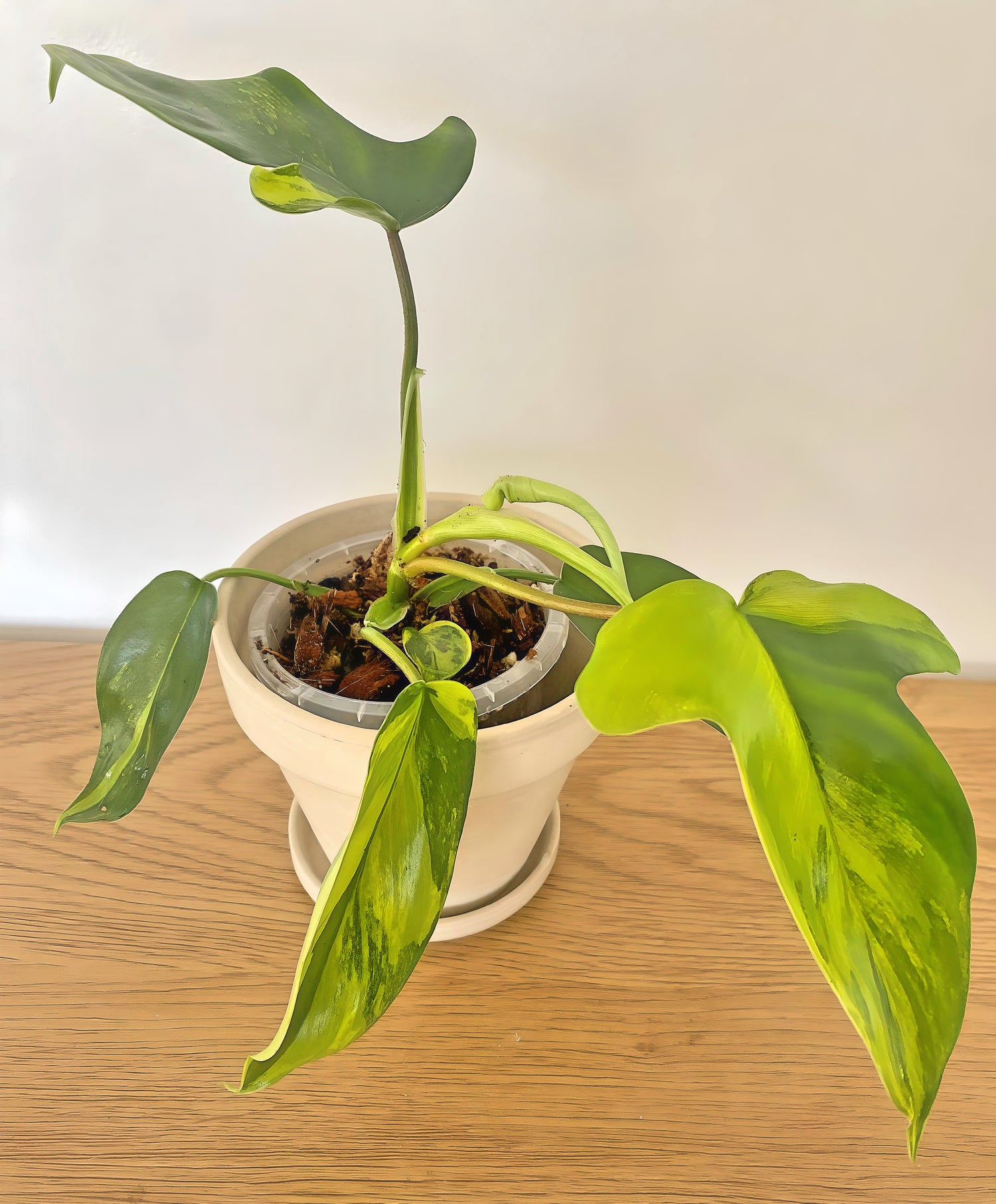 Philodendron Florida Beauty (B)